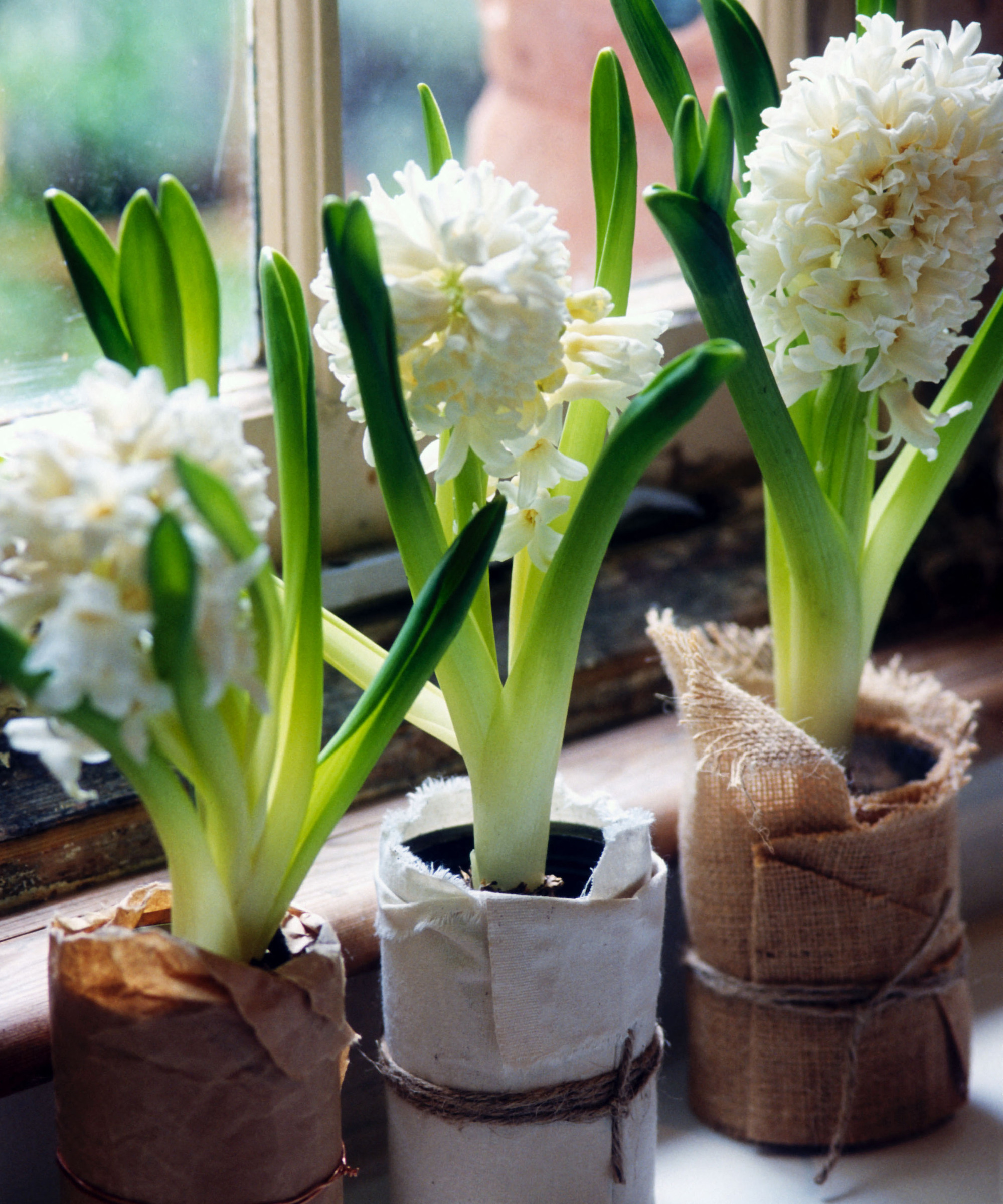 three white indoor Hyacinths in pots wrapped in paper
