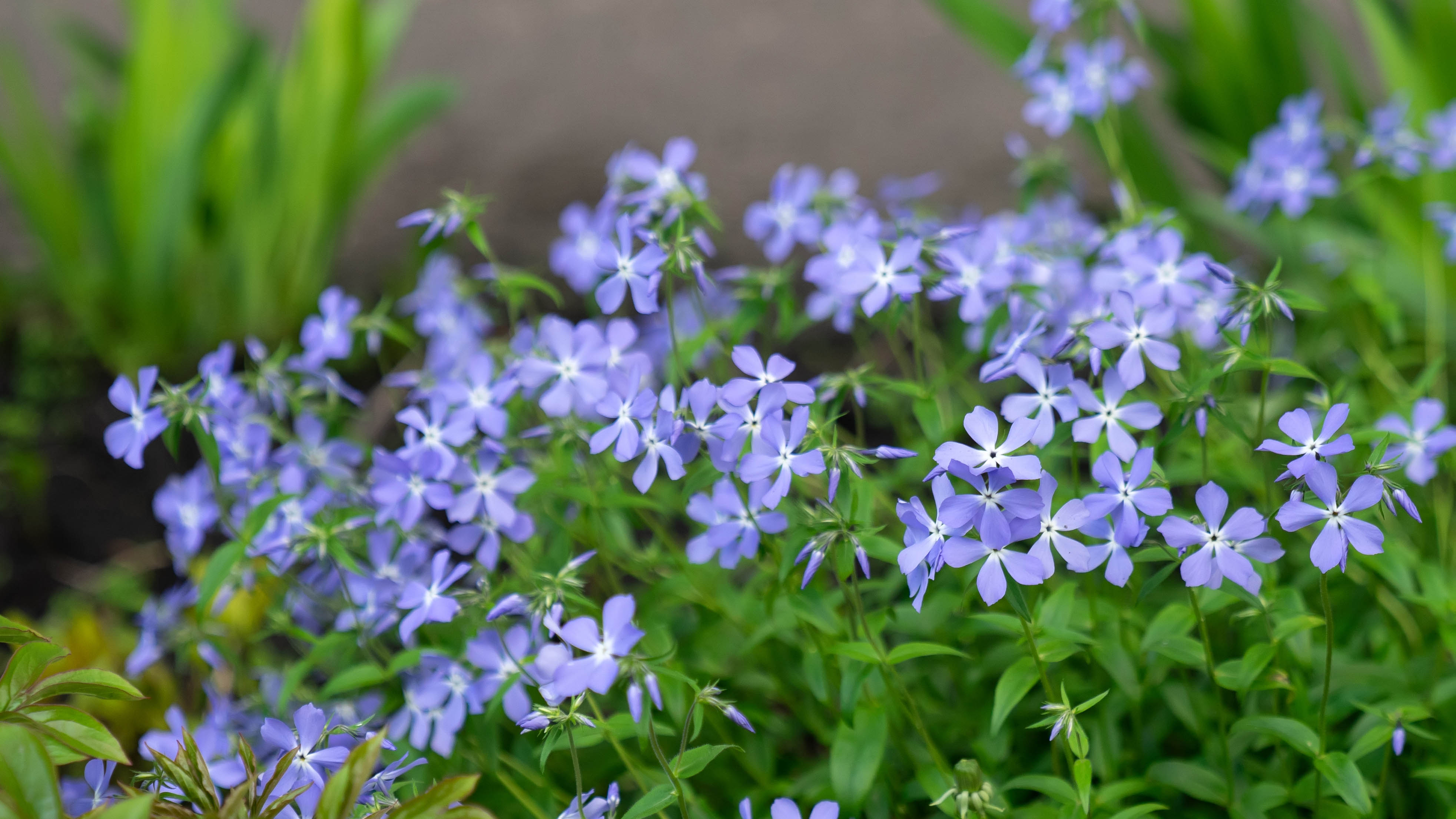 Periwinkle