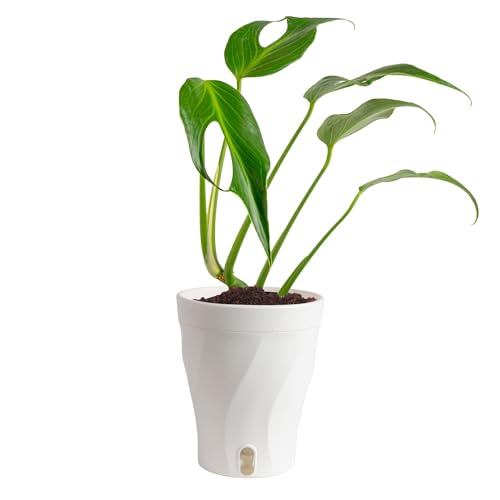 Costa Farms Monstera Burle Marx Flame, Live Plant in Self Watering Pot, Air Purifying Indoor Houseplant, Home, Room, or Office Decor, House Warming or Birthday Gift, 12-18 Inches Tall