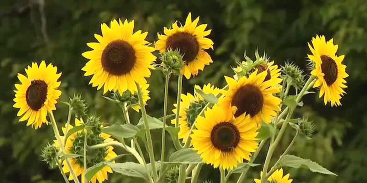 What Middle Tennessee gardeners should (and shouldn’t) do right now What Middle Tennessee gardeners should (and shouldn’t) do right now
