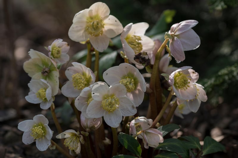Helleborus niger