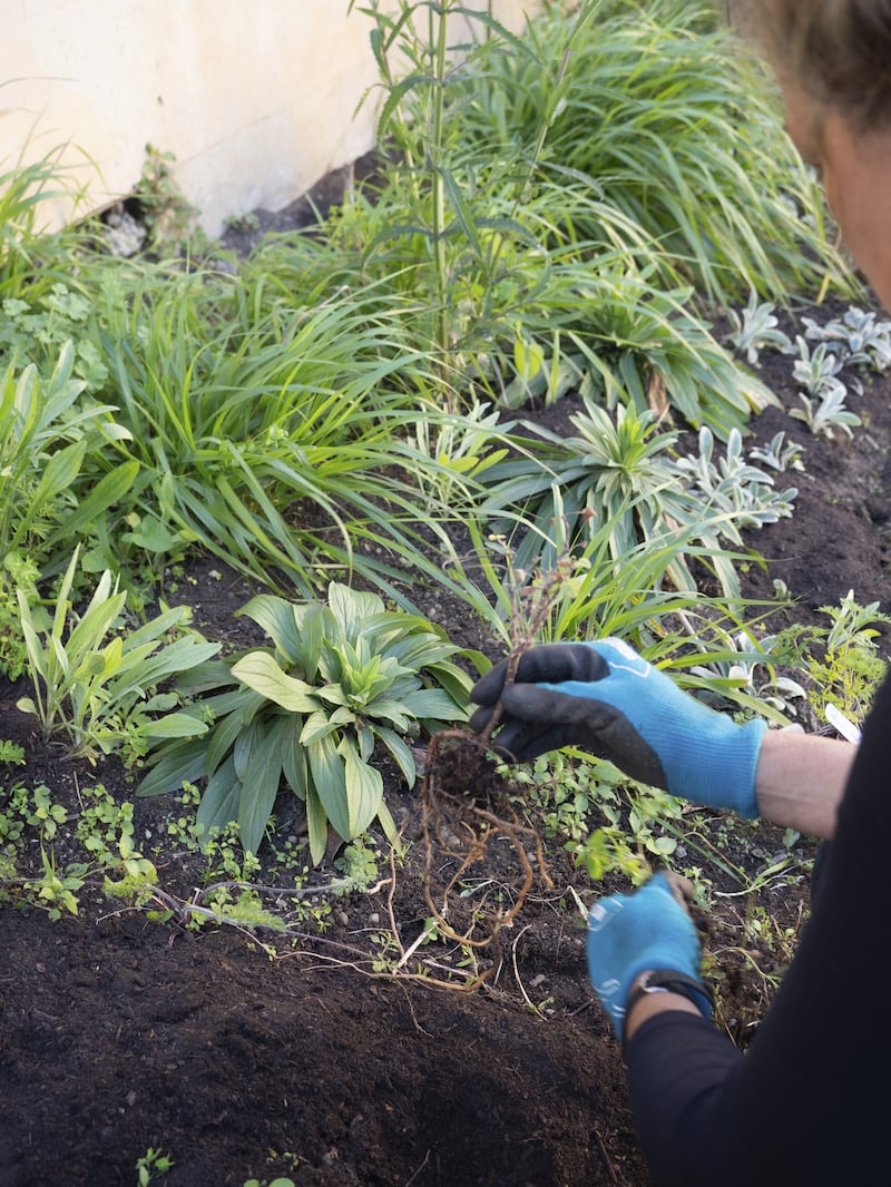 Clear weeds from flower and vegetable beds this week