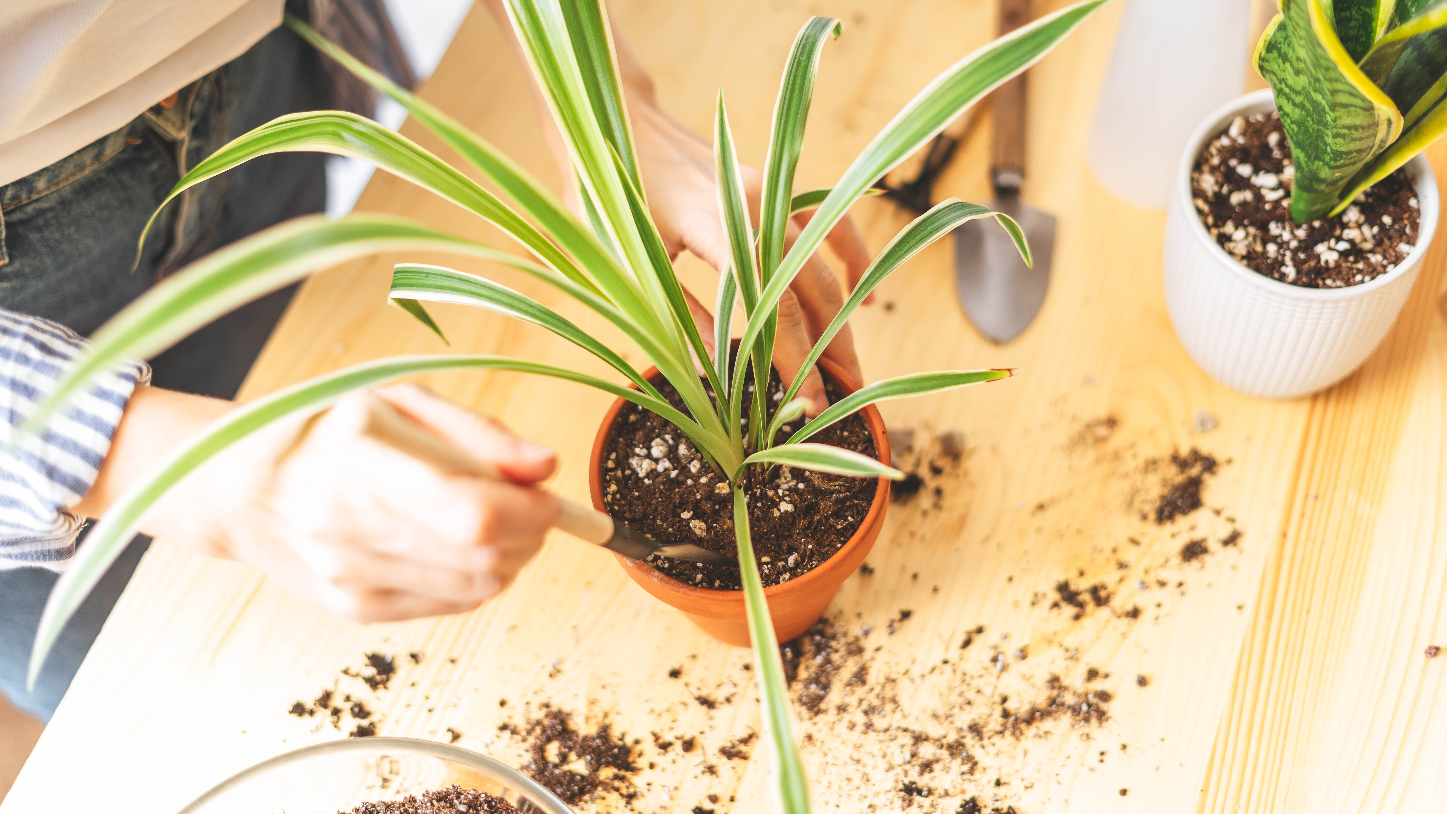 A houseplant being repot on a table