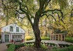 A cottage-style building, a pergola, and a large tree surrounded by greenery.