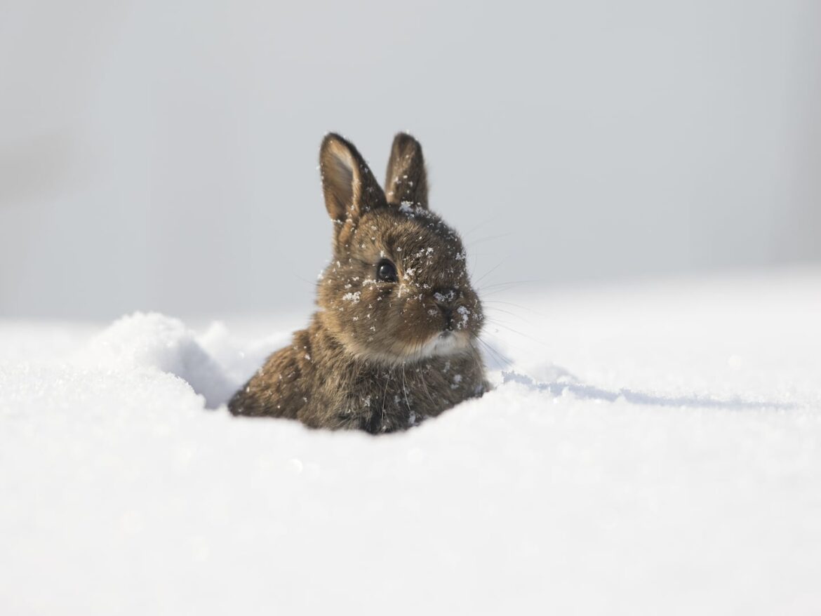 ask the gardener winter bulbs bark rabbits During winters like this, rabbits turn to eating bark as a way to survive.