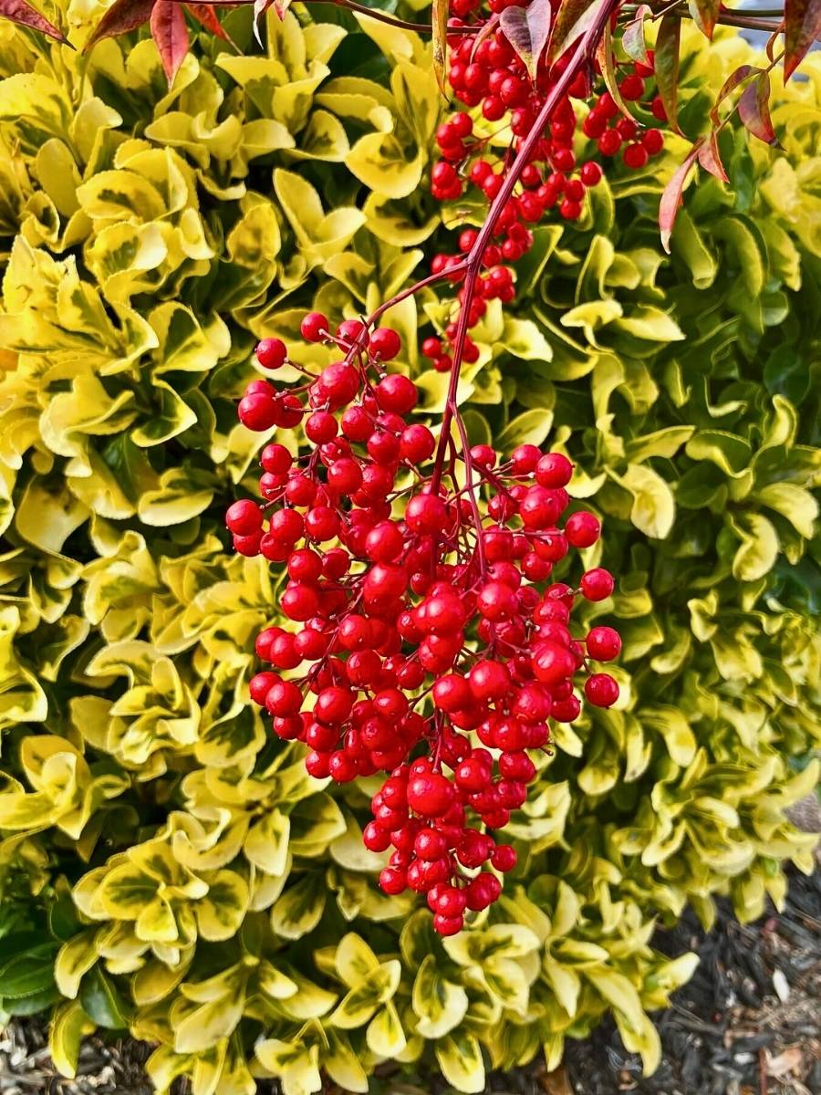 Fortune’s Spindle Vine, Also Called Euonymus Fortunei