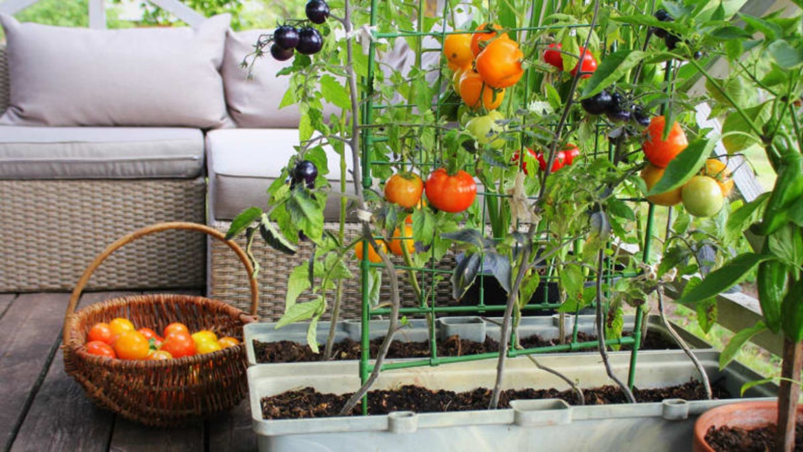 Tomato growing gardening tips for beginners