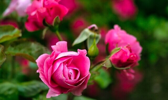 Rose_garden_Sababurg_01