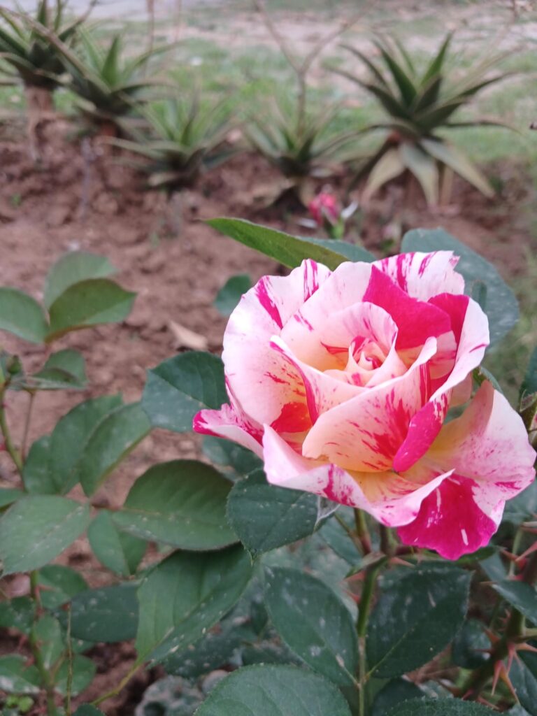 Roses from my garden