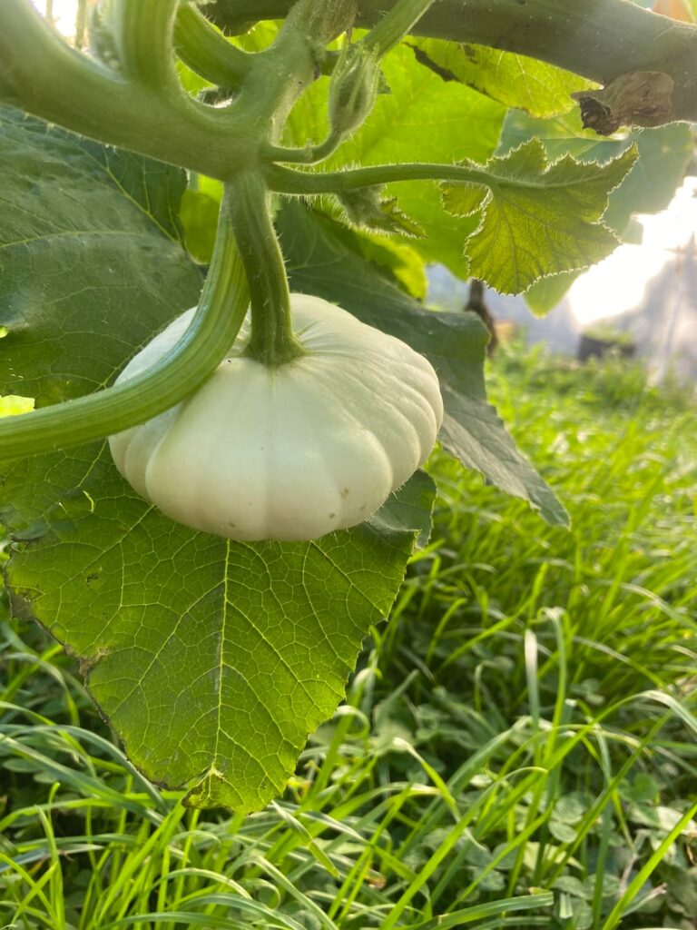 Round zucchini’s