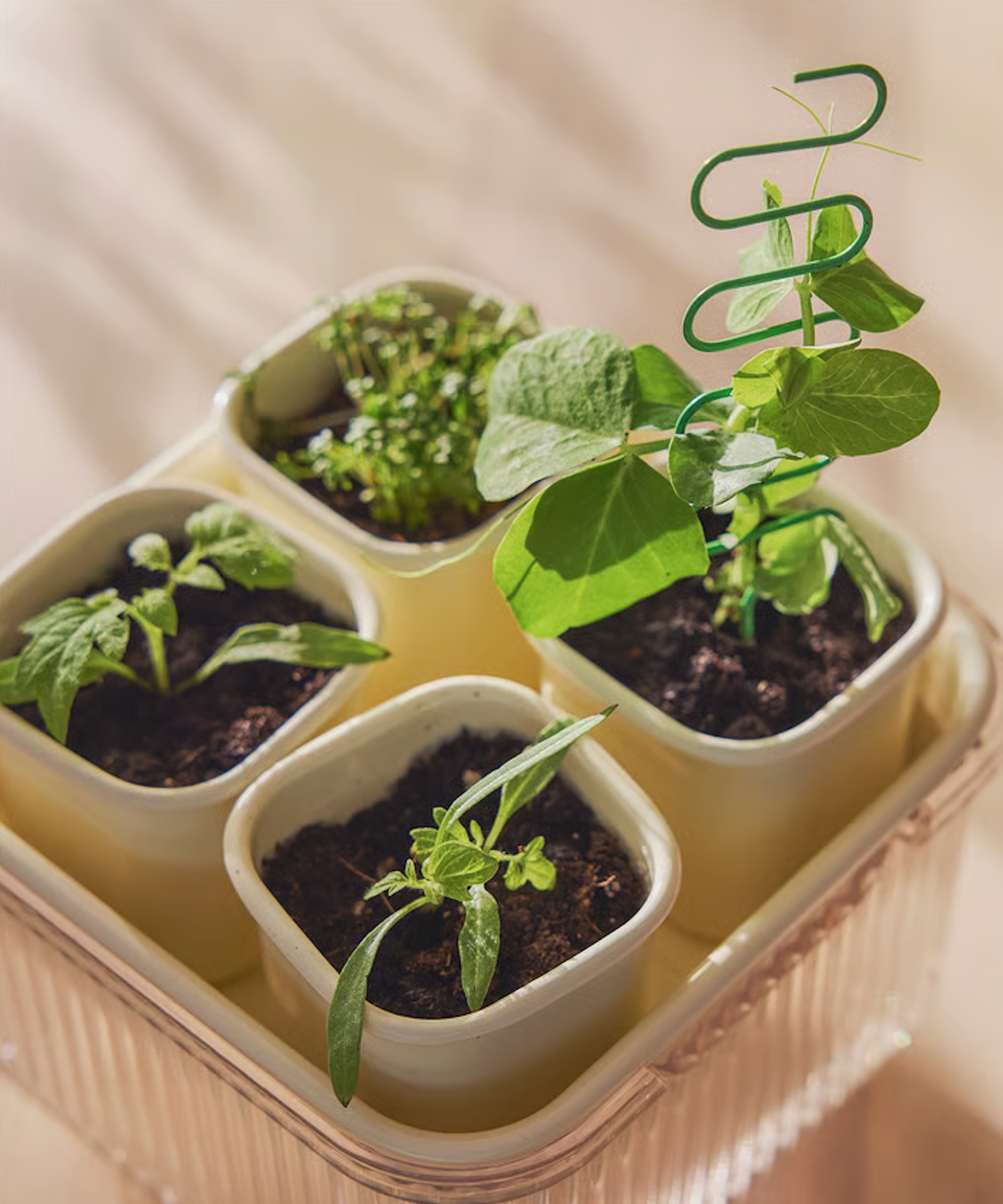 IKEA DOFTRIPS seed starter set