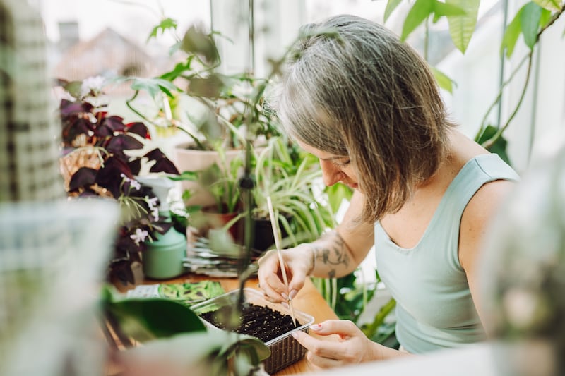 Planting seeds with a stick into soil in a domestic garden. Photograph: Getty Images
