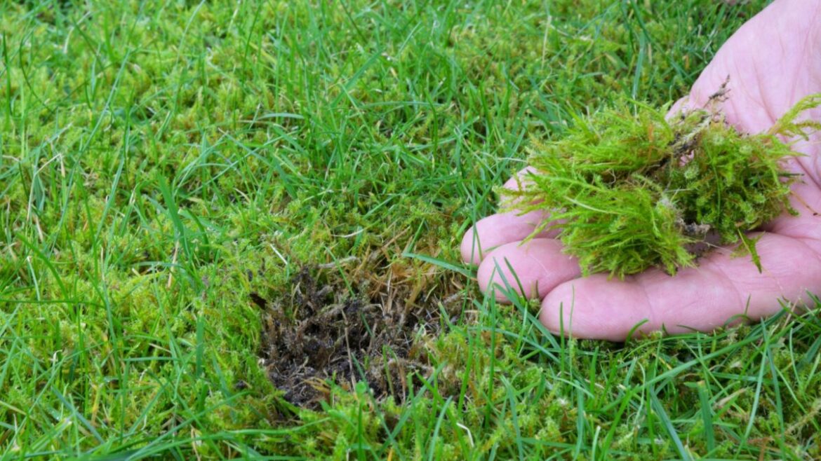Gardeners, read this before killing your lawn moss Gardeners, read this before killing your lawn moss