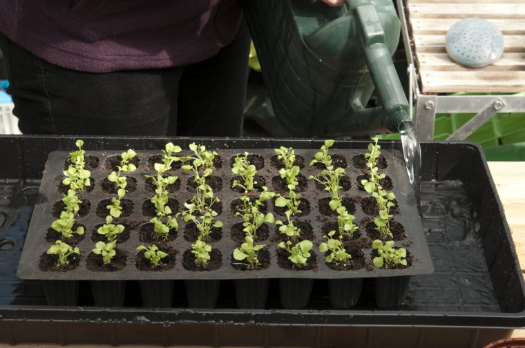Growing on Lobelia plug plants: step 3 place module in a tray of water.