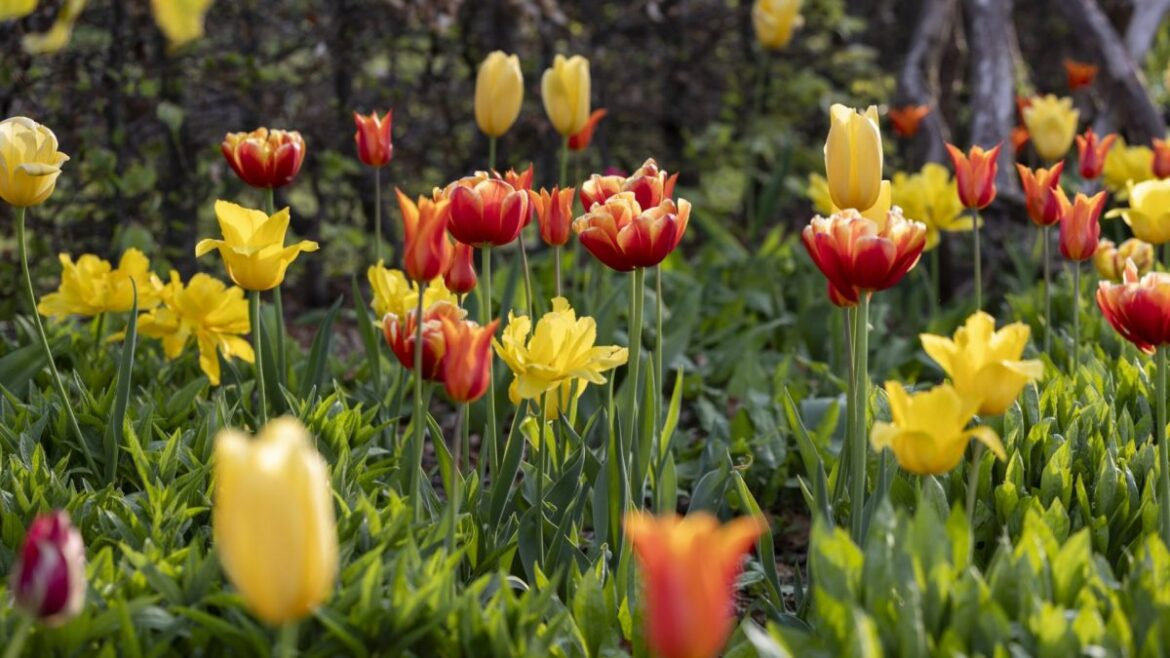Your essential spring garden to‑do list after a soggy winter Your essential spring garden to‑do list after a soggy winter