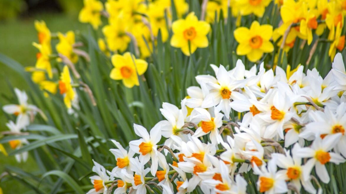 The spring mistakes gardeners must avoid The spring mistakes gardeners must avoid