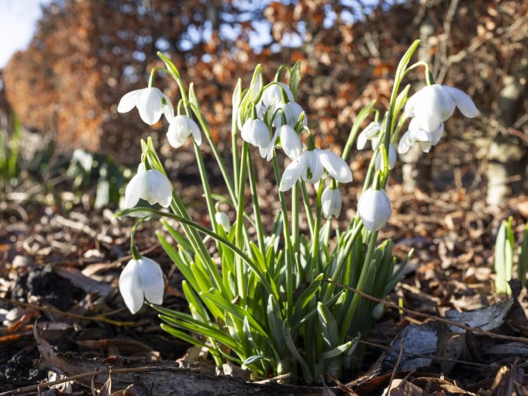 Galanthus 'Ophelia' Snowdrops - Community Coppice - RHS Garden Bridgewater Winter - January 2026