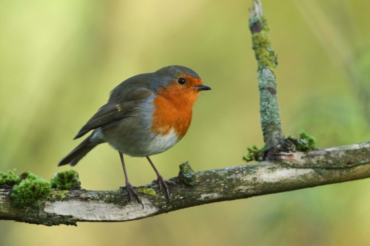 A robin perches on a mossy tree