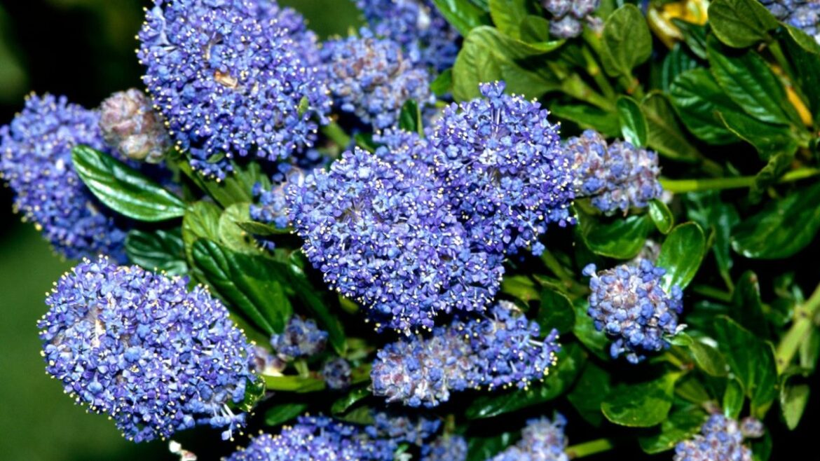 What gardeners need to do right now to help evergreen shrubs What gardeners need to do right now to help evergreen shrubs