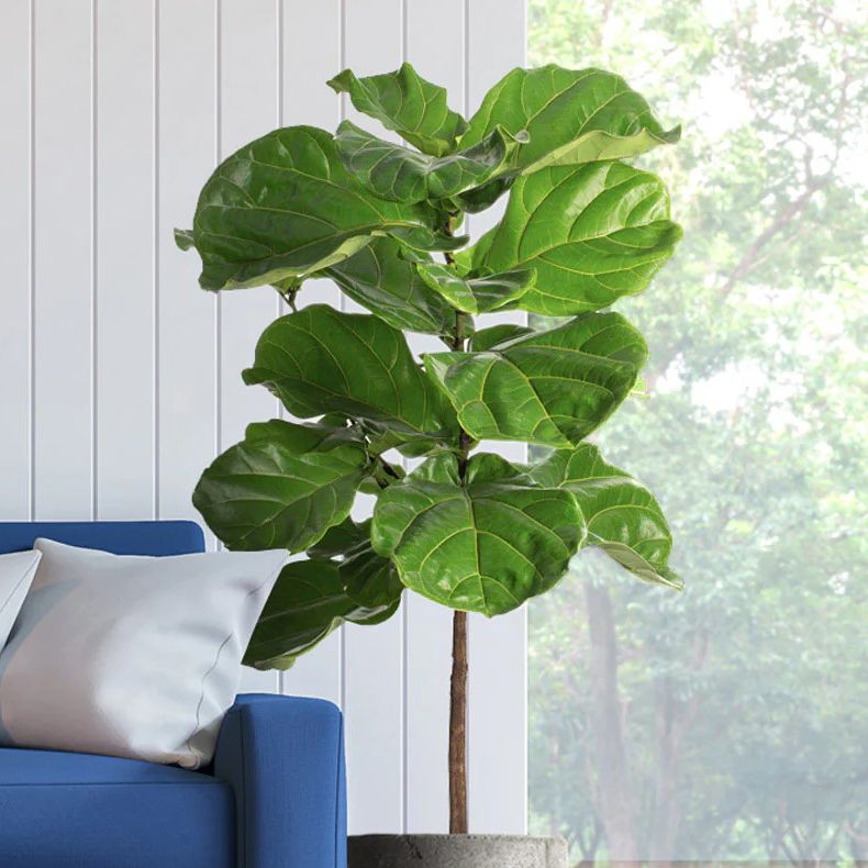 Fast Growing Trees Fiddle Leaf Fig