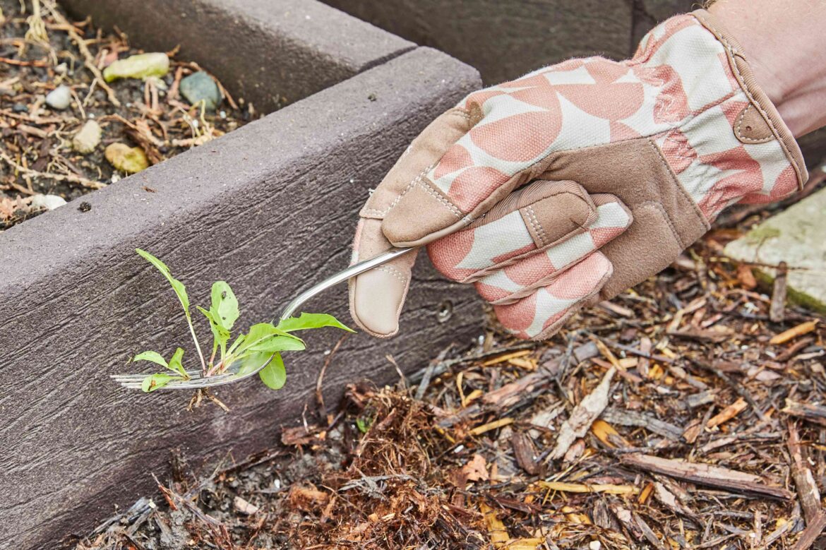 How to Use a Fork as a Weed Puller in Your Garden