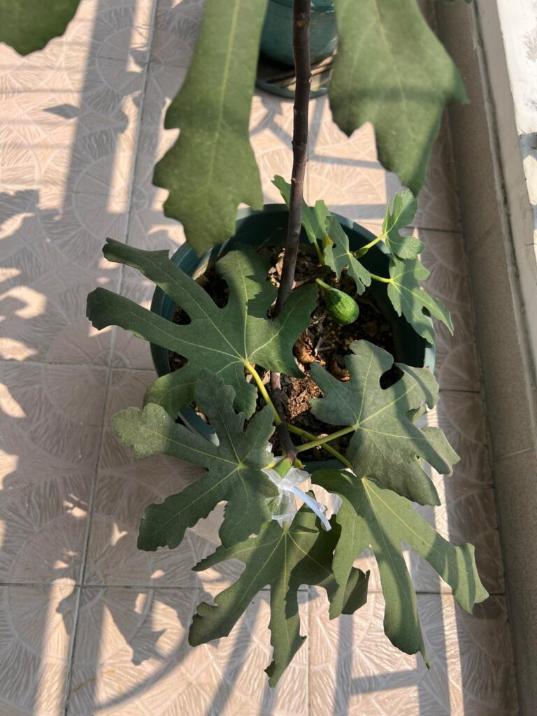 See my small fig tree See my small fig tree