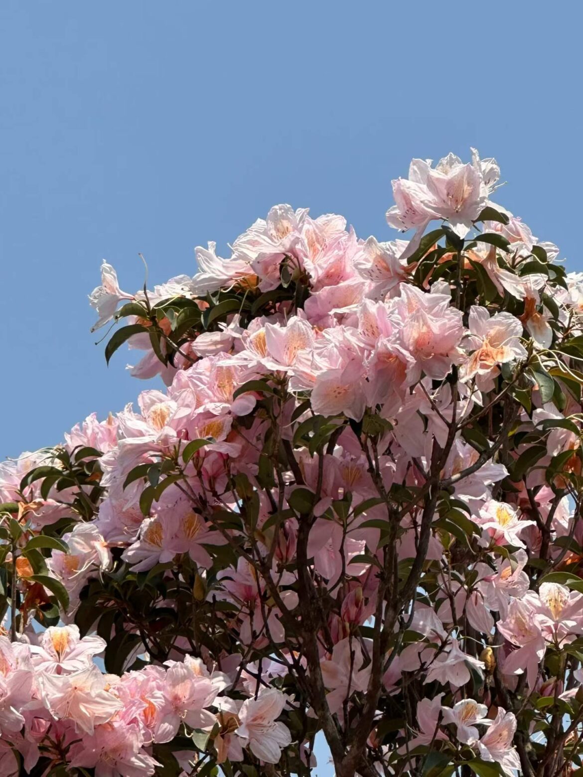Seeing flowers when I go out can soothe my mood.
