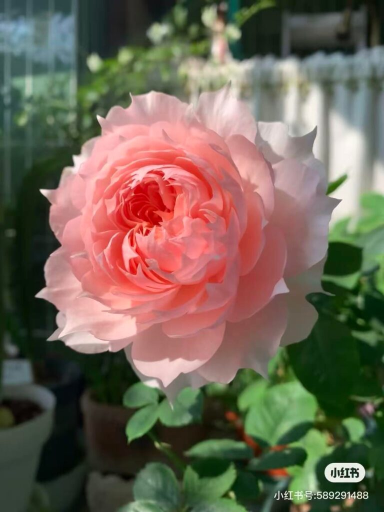 Sharing my David Austin Roses With You All