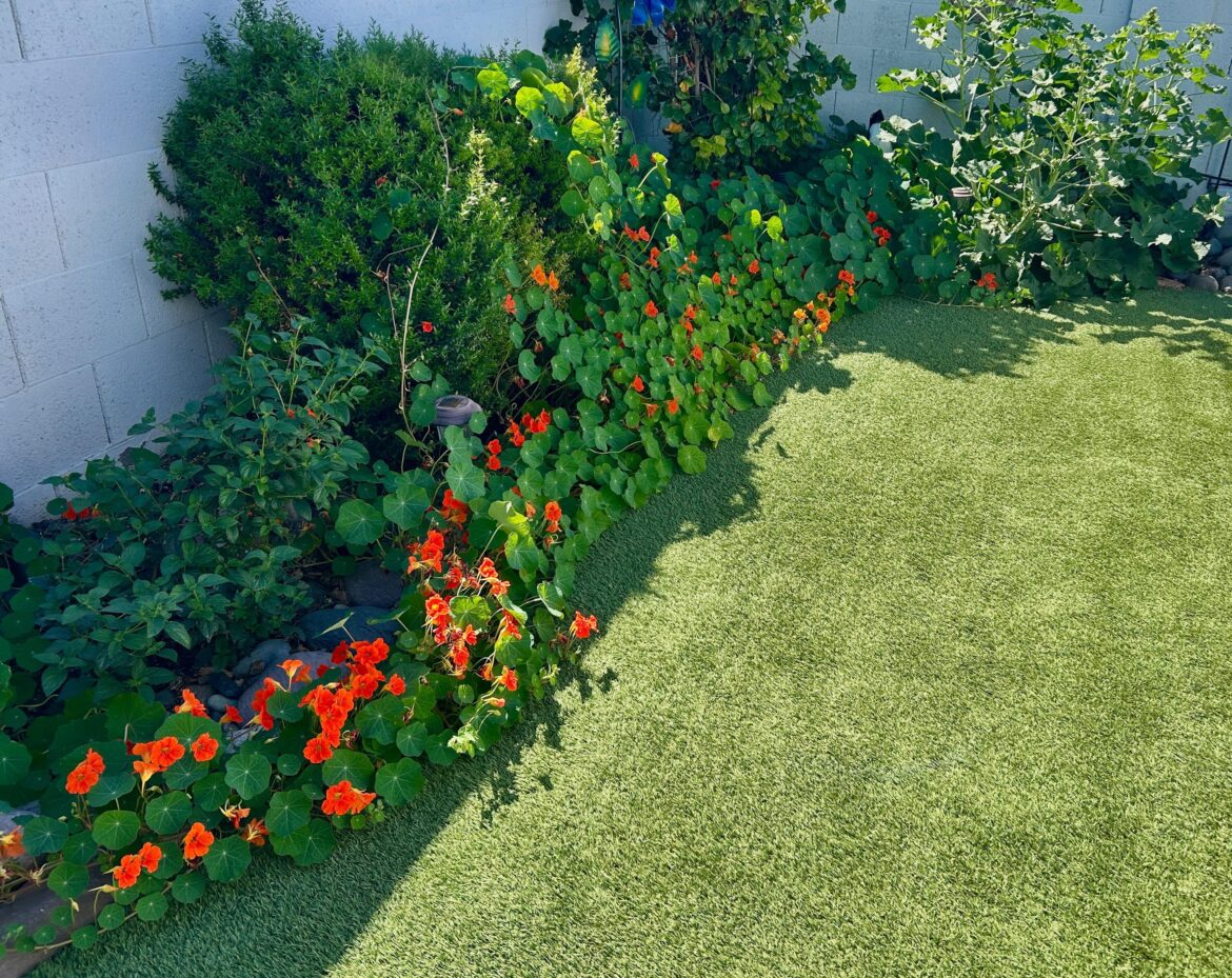 Sharing some early spring Nasturtium Sharing some early spring Nasturtium