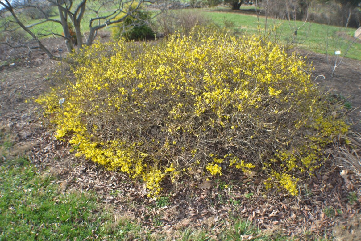 Here’s how to prune forsythia