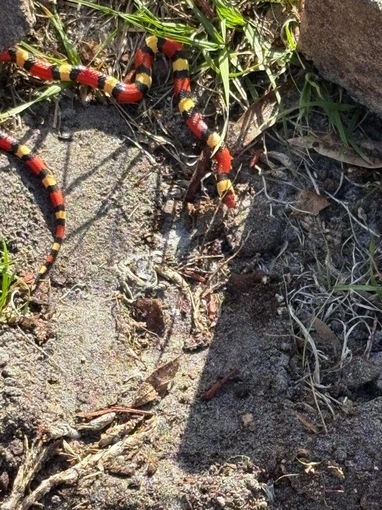 Snek fren