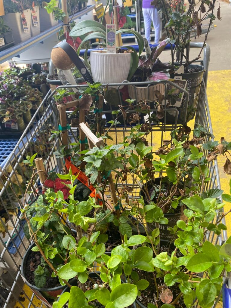 Sooo Lowe’s having a 75% off sale and I went 100% nutz