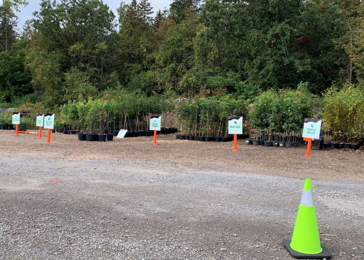 City of Kingston's Neighbourhood Tree Planting Program returns for 2026