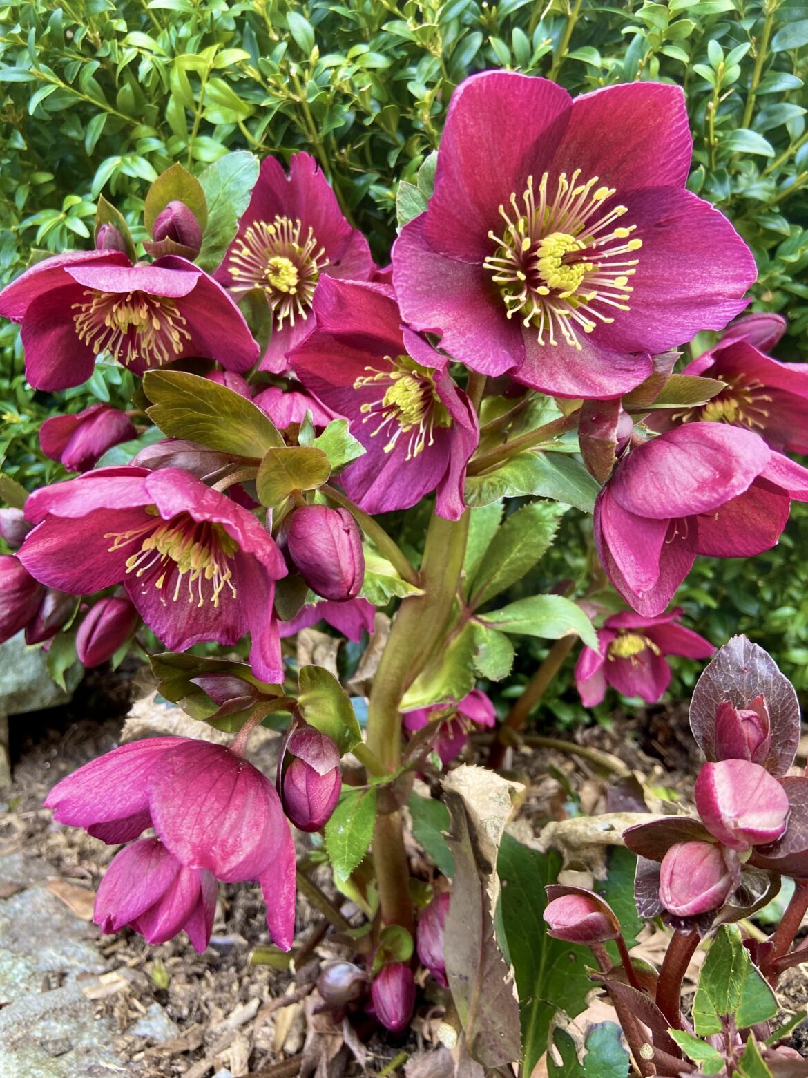 Spring has finally sprung ! 🌸