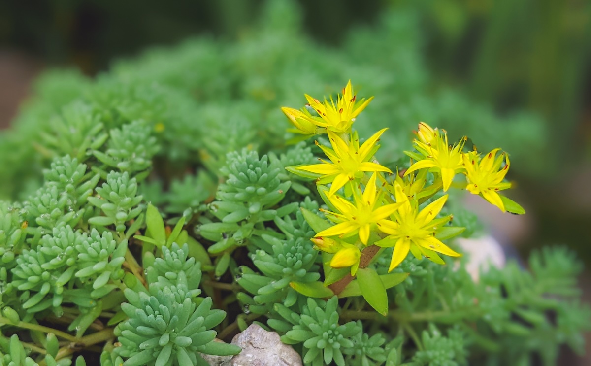 Blooming Sedum acre with yellow flowers