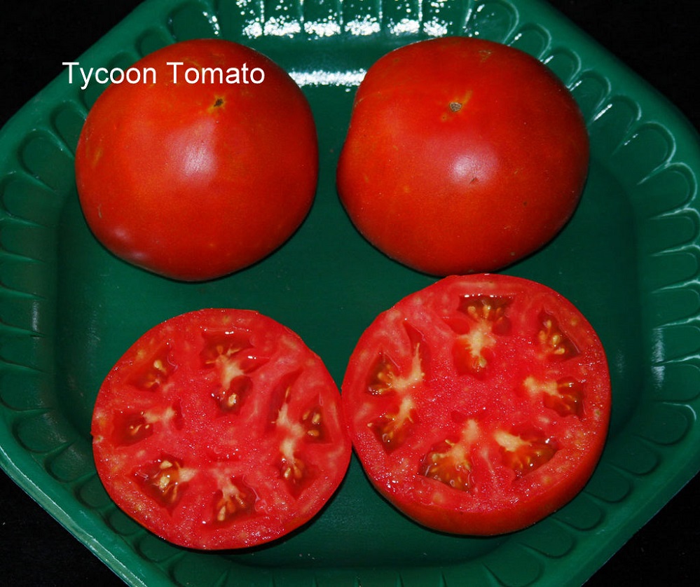 Superstar plant pics Tycoon tomato 1 picture provided by Master Gardener Ronnie Wilson March 2026