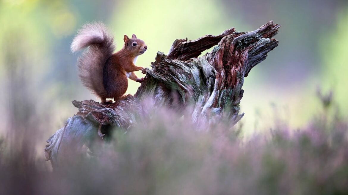 From garden squirrels to global prizes: Give your kids a masterclass in nature photography at the NEC From garden squirrels to global prizes: Give your kids a masterclass in nature photography at the NEC