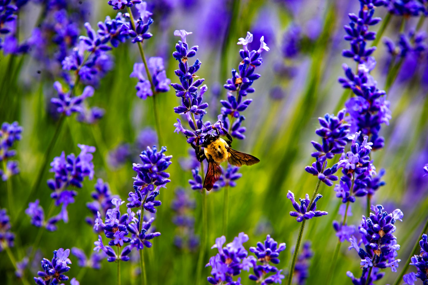 A bee has unlimited lavender access at the SummitWynds Lavender Retreat in Jefferson, a village that's part of Holden in Central Massachusetts.