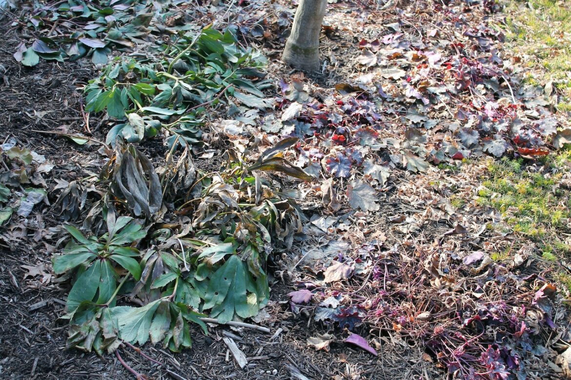 George Weigel gardening: Spring-cleaning the yard doesn’t mean you should kill all the bugs, rake all the leaves Mostly Sunny