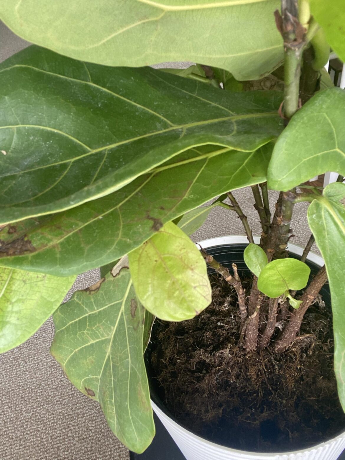 New FLF owner