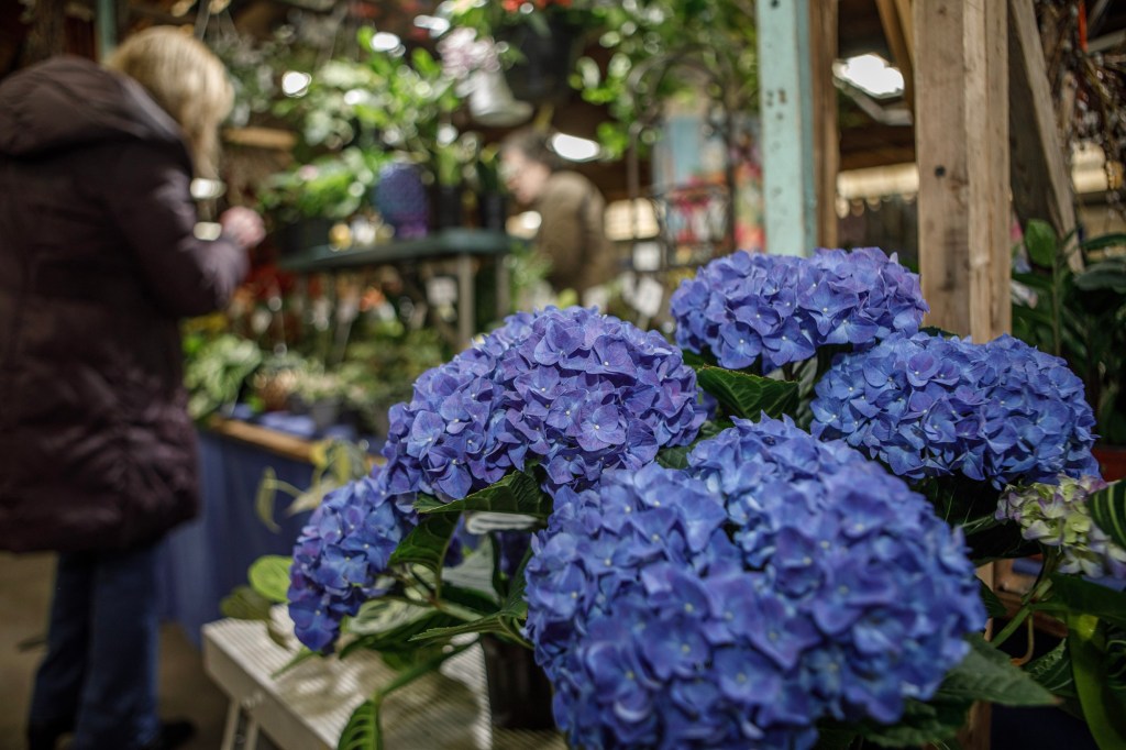 South Schuylkill Garden Club offering scholarship South Schuylkill Garden Club offering scholarship