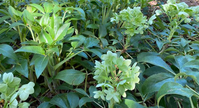 Corsican hellebore