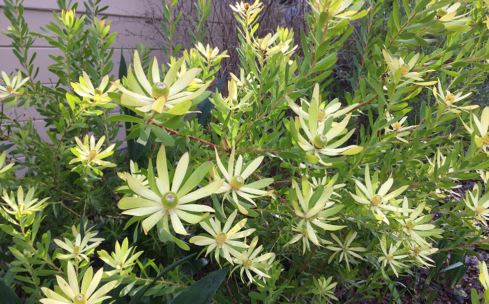 The Mountain Gardener | St. Patrick’s Day Isn’t the Only Time for Green – Press Banner The Mountain Gardener | St. Patrick’s Day Isn’t the Only Time for Green - Press Banner
