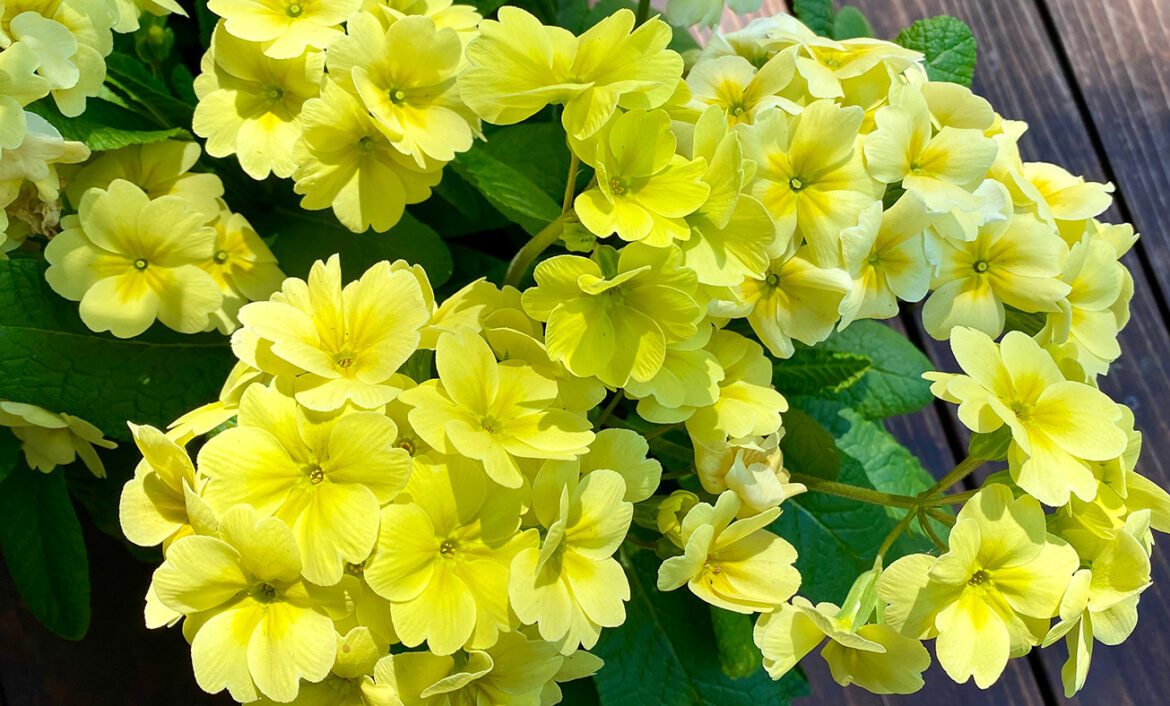 The Mountain Gardener | Fragrant Spring in the Garden - Press Banner