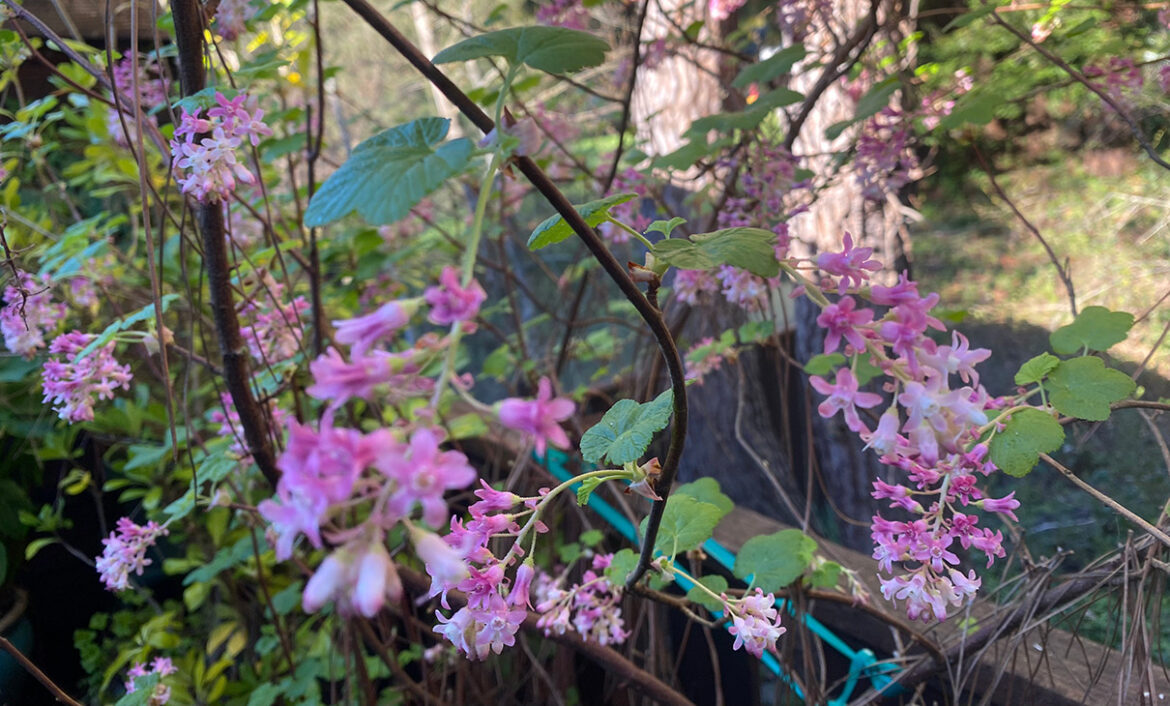 The Mountain Gardener | March Tasks in the Garden for Spring Equinox 2026 - Press Banner