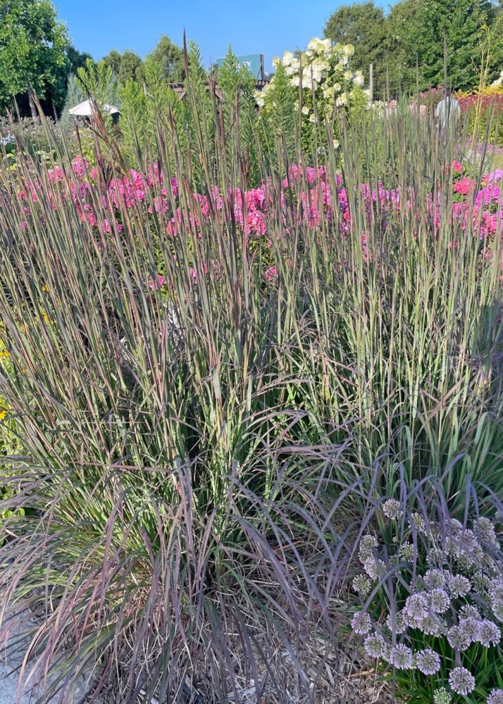 Consider these prize-winning perennials for your garden – The Oakland Press Consider these prize-winning perennials for your garden – The Oakland Press