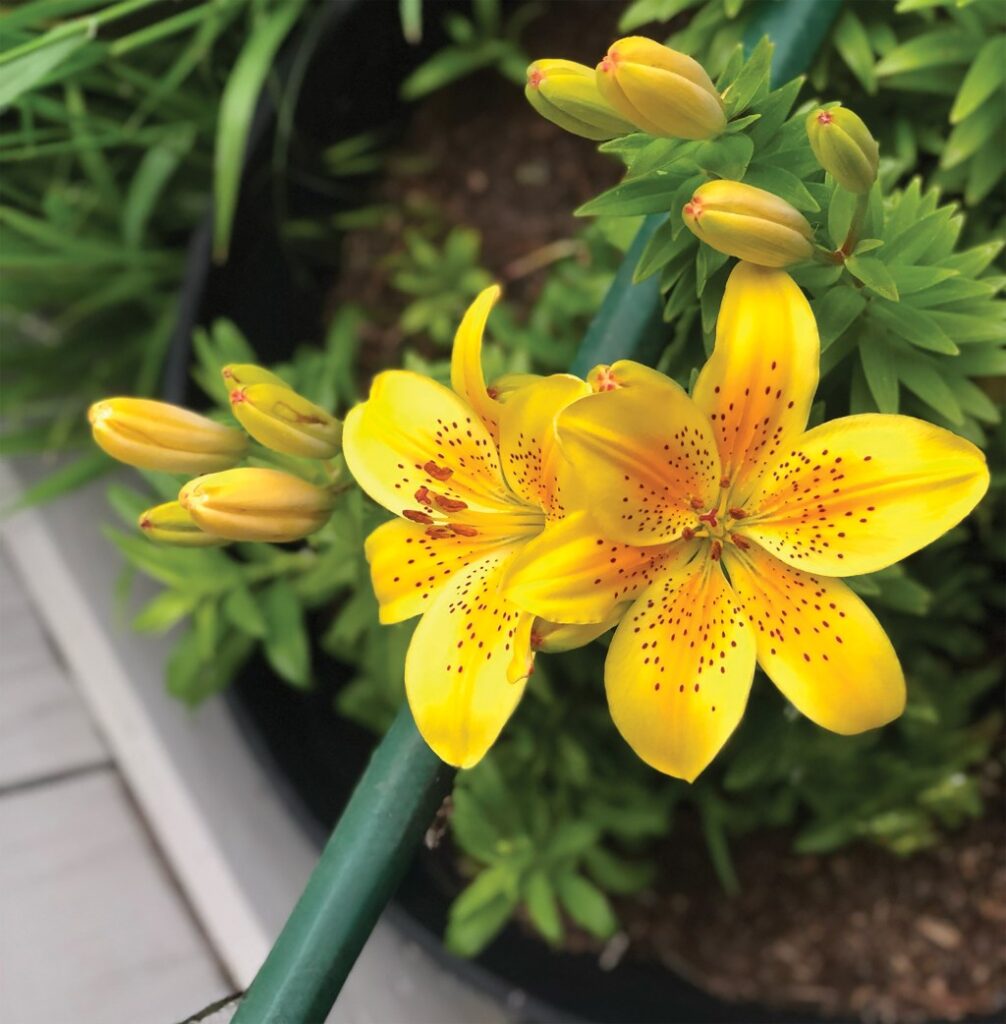Garden words: Phytolexical nomenclature Garden words: Phytolexical nomenclature