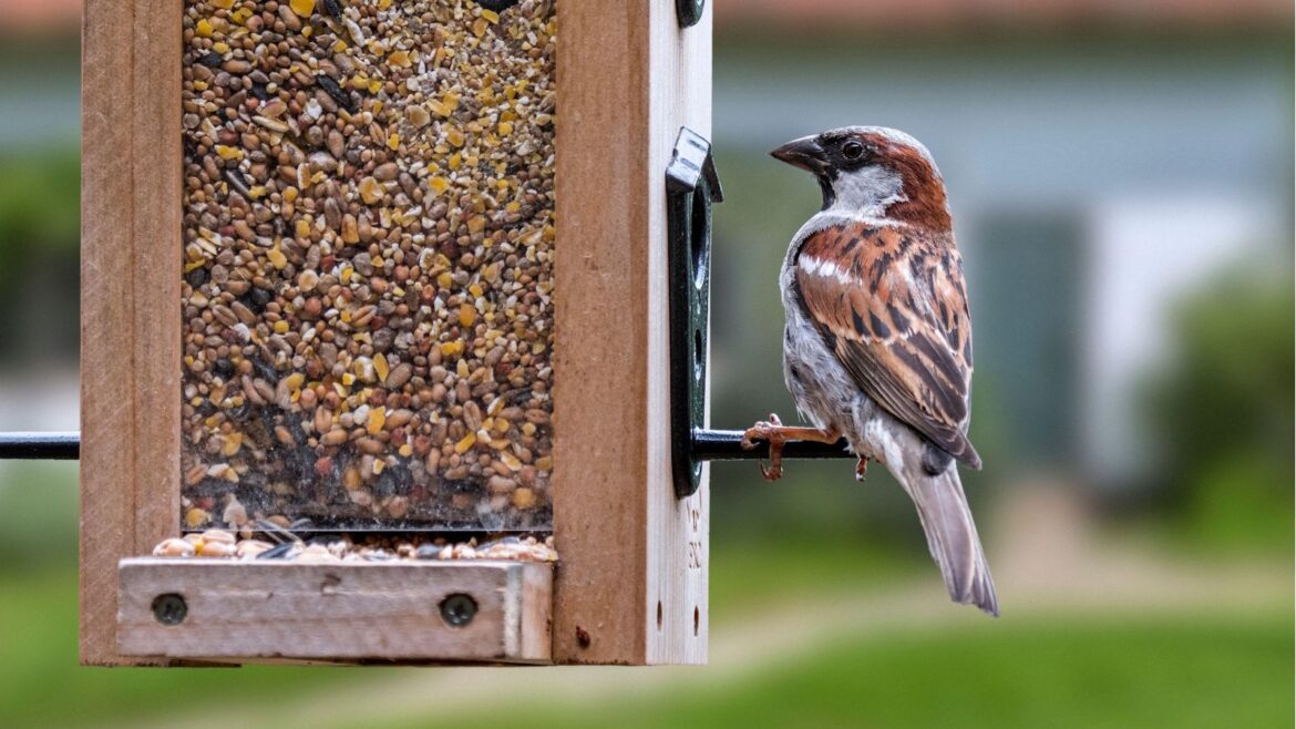 Brown bird at a wooden bird feeder