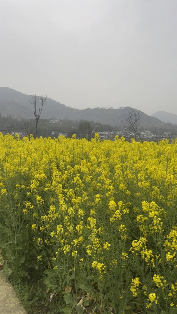The beautiful rapeseed flowers back home are in full bloom.