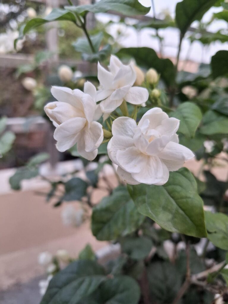 The best smelling flower ever, so glad it bloomed now